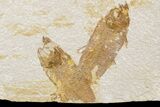 Three Partial Fossil Fish (Knightia) - Wyoming #186465-2